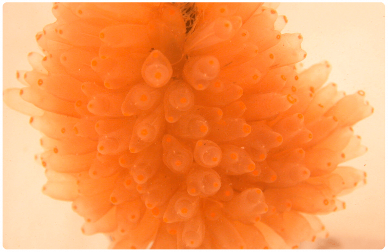 Acciones de PharmaMar disparadas tras lograr avances contra el cáncer de pulmón con zepzelca