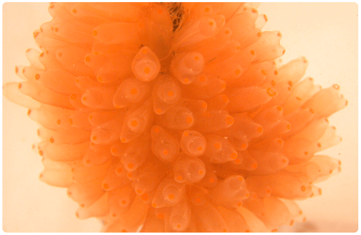 8.Home Zepzelca circle