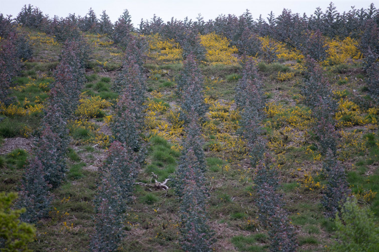 Tras cincuenta años creciendo, el BNG propondrá ampliar la moratoria al eucalipto hasta 2030