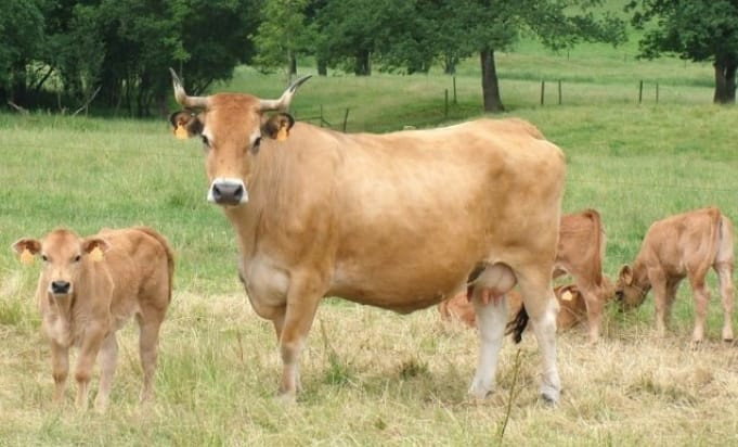 El acusado de intentar violar una vaca preñada en Triabá (Lugo) comparece ante el juez