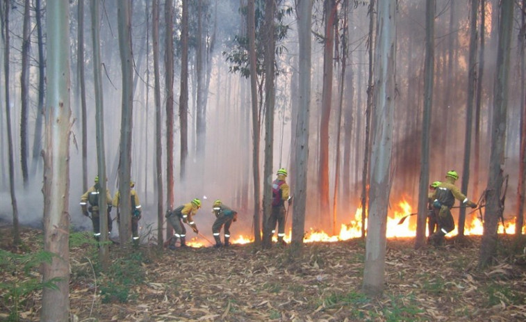 El nuevo plan forestal de Galicia estará listo este verano