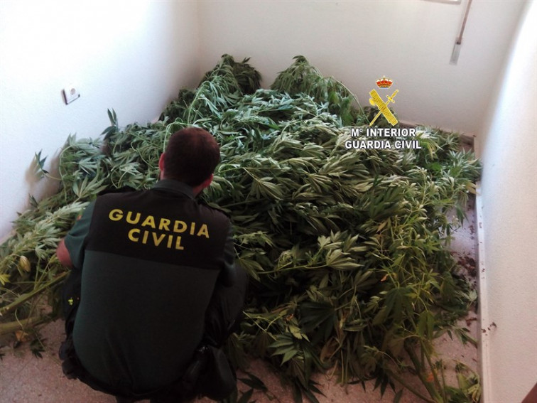​La Guardia Civil se incauta de una plantación de marihuana en Tomiño