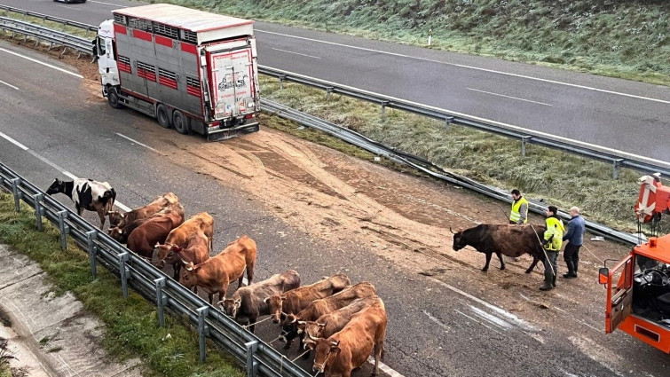 Vacas en la Autovía A-8: corte total de la autovía en Abadín tras accidente de camión