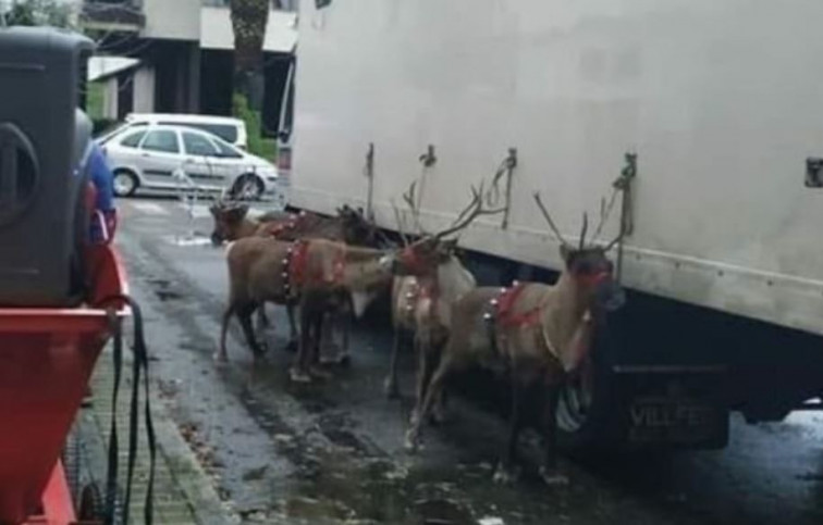 Animalistas denuncian a Jácome ante la Guardia Civil por usar renos en las navidades de Ourense