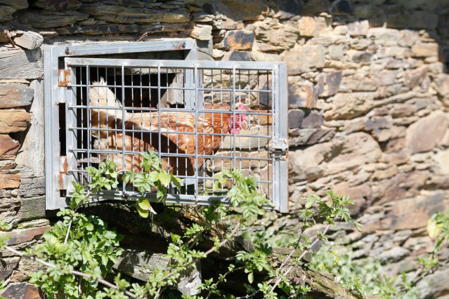 Archivo - Varias gallinas en un corral, a 6 de marzo de 2024, en Bóveda, Lugo, Galicia (España). Dado que muchos propietarios de corrales domésticos de gallinas para autoconsumo aún no lo han hecho, el Ayuntamiento de Bóveda les ofrece ayuda para que los