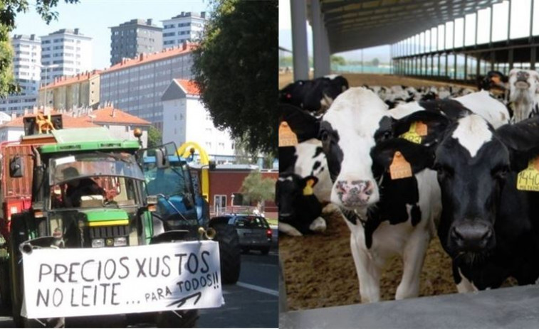 Vacas no canto de tractores para protestar polo baixo prezo do leite