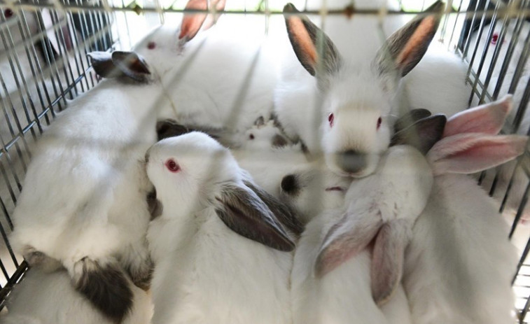 ​Envorca en Vilalba un camión que transportaba 2.600 coellos