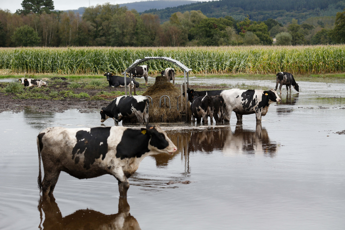 Archivo - Vacas en un pasto inundado por el desbordamiento del río Anllo, a 9 de octubre de 2024, en Goá, Vilalba, Lugo, Galicia (España). La Agencia Estatal de Meteorología (AEMET) ha puesto a Ga