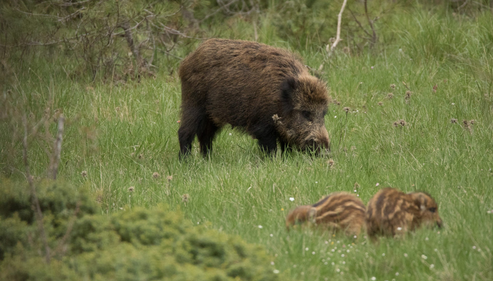 Archivo - Jabalíes