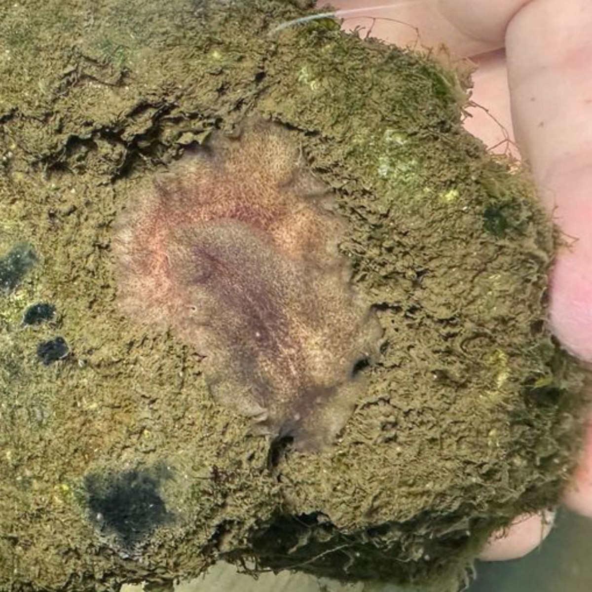 Ejemplar de planaria