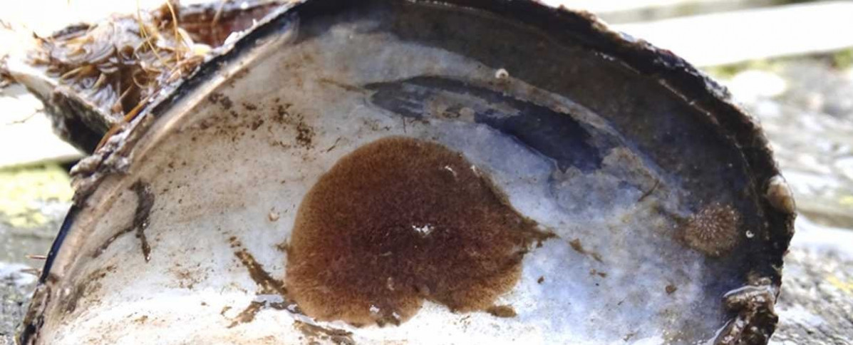 Postenterogonia orbicularis detecado en Asturias