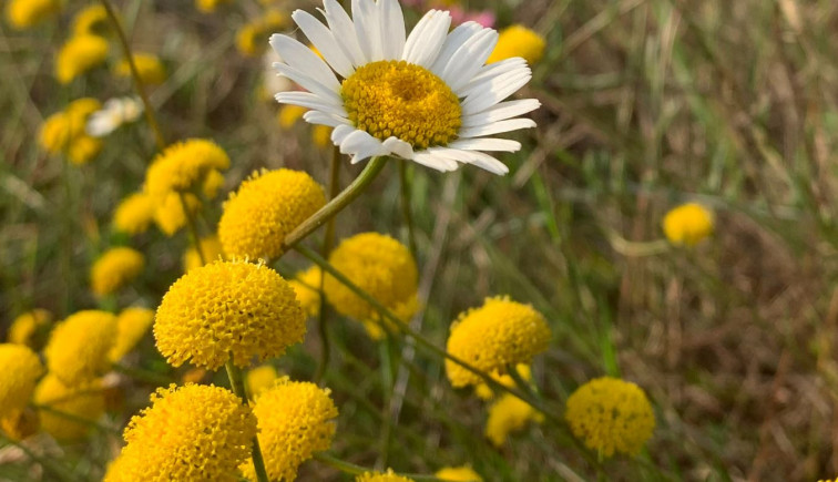 La Xunta admite que saca la parcela de Altri de zona de protección pero quita hierro al recorte