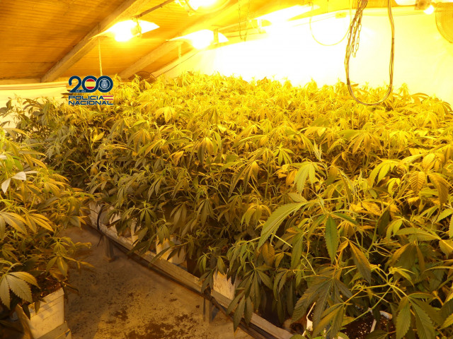 Tres detenidos tras desmantelar una plantación con 500 plantas de marihuana en Vilanova de Arousa (Pontevedra).