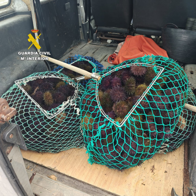 Erizo decomisado en el puerto de Aguiño.