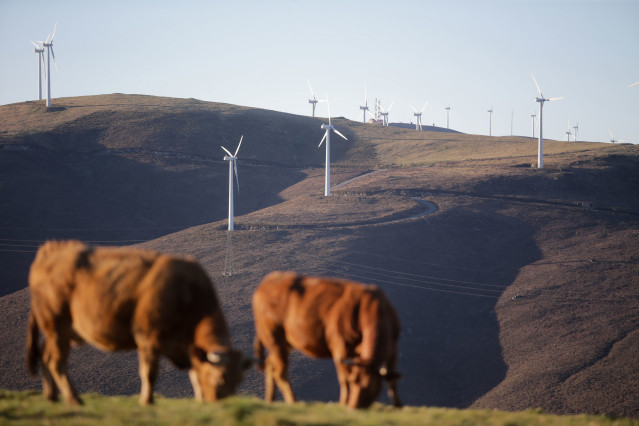 Archivo - Varias vacas pastan frente a aerogeneradores en el Parque eólico de Montouto, de la Serra do Xistral, en la comarca de  ATerra Cha.