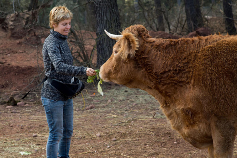 Máis de 44.000 firmas apoian enviar a un santuario animal a 'Pelado'