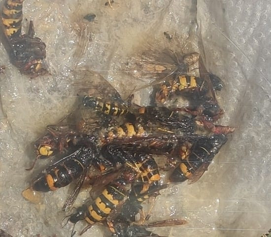 Archivo - Avispa velutina