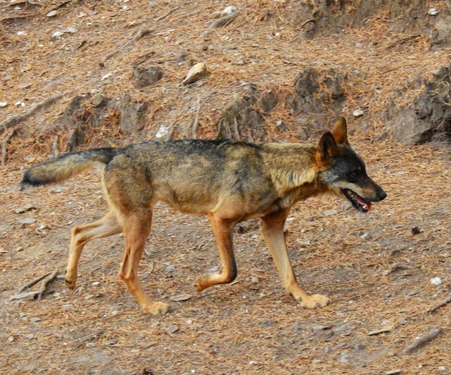 Archivo - Lobos ibéricos