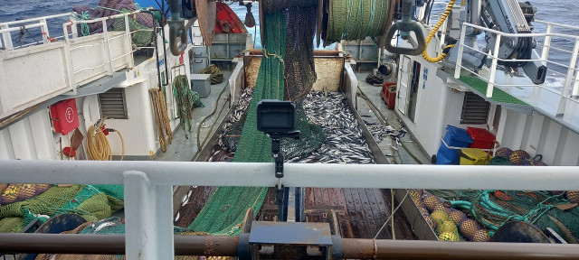 Un estudio realizado por el Instituto Español de Oceanografía (IEO-CSIC) en colaboración con investigadores del Instituto de Investigaciones Marinas (IIM-CSIC) ha confirmado el potencial de la monitorización electrónica para mejorar la gestión pesquera, v