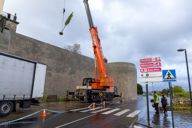 La plantación de los olmos resistentes a la grafiosis forman parte del Plan de Rehabilitación Integral de los jardines de San Carlos, en A Coruña