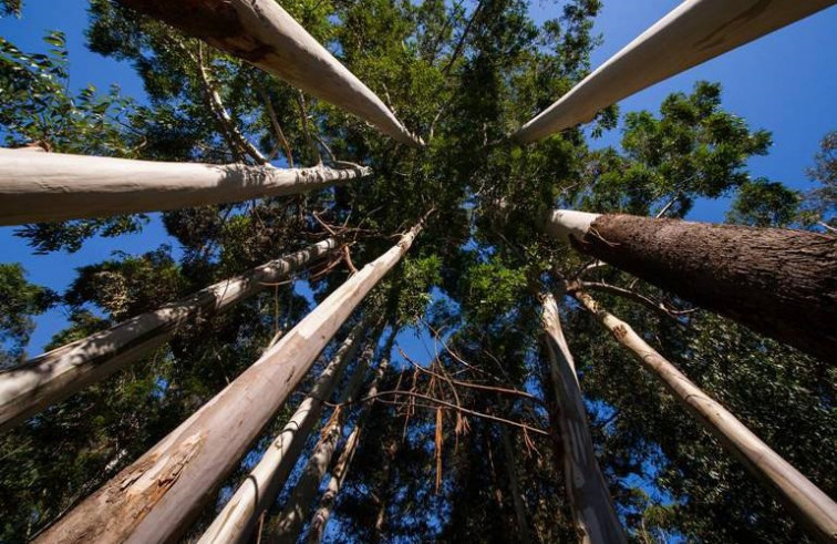 Xunta invita a no tomar a pies juntillas los datos del inventario forestal, que refleja un aumento del eucalipto