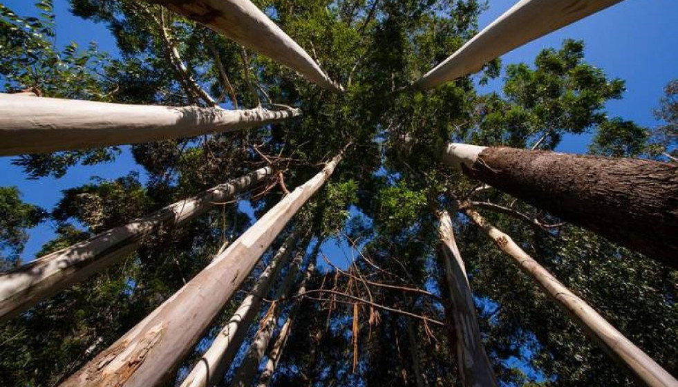 Archivo - Eucaliptos