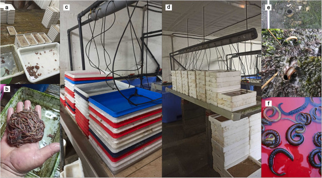 Investigadores de la Universidade da Coruña (UDC) publican un estudio sobre la pesquería de poliquetos en Galicia