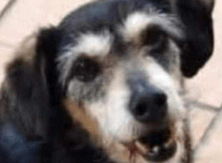 Ayuda para Flaco, perro que pasó 11 años en la protectora de Vigo y se perdió justo cuando lo iban adoptar