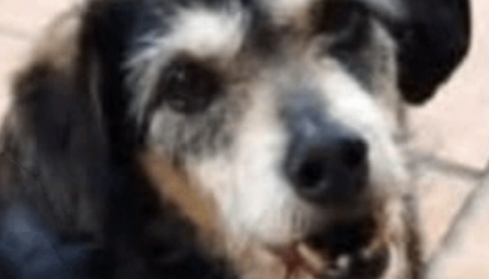 El perro flaco perdido en Vigo