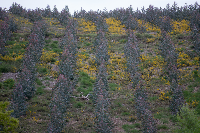 Archivo - Repoblación de eucalipto en O Cádavo, A Fonsagrada.