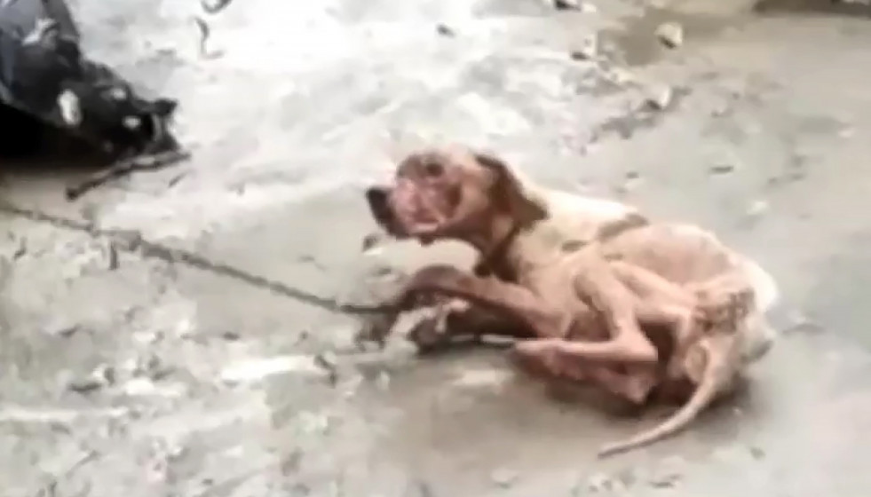 Perrita maltratada a punto de fallecer en una foto remitida por El Refugio