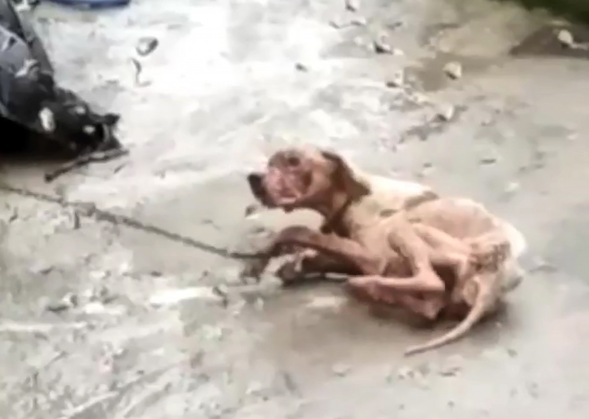Perrita maltratada a punto de fallecer en una foto remitida por El Refugio