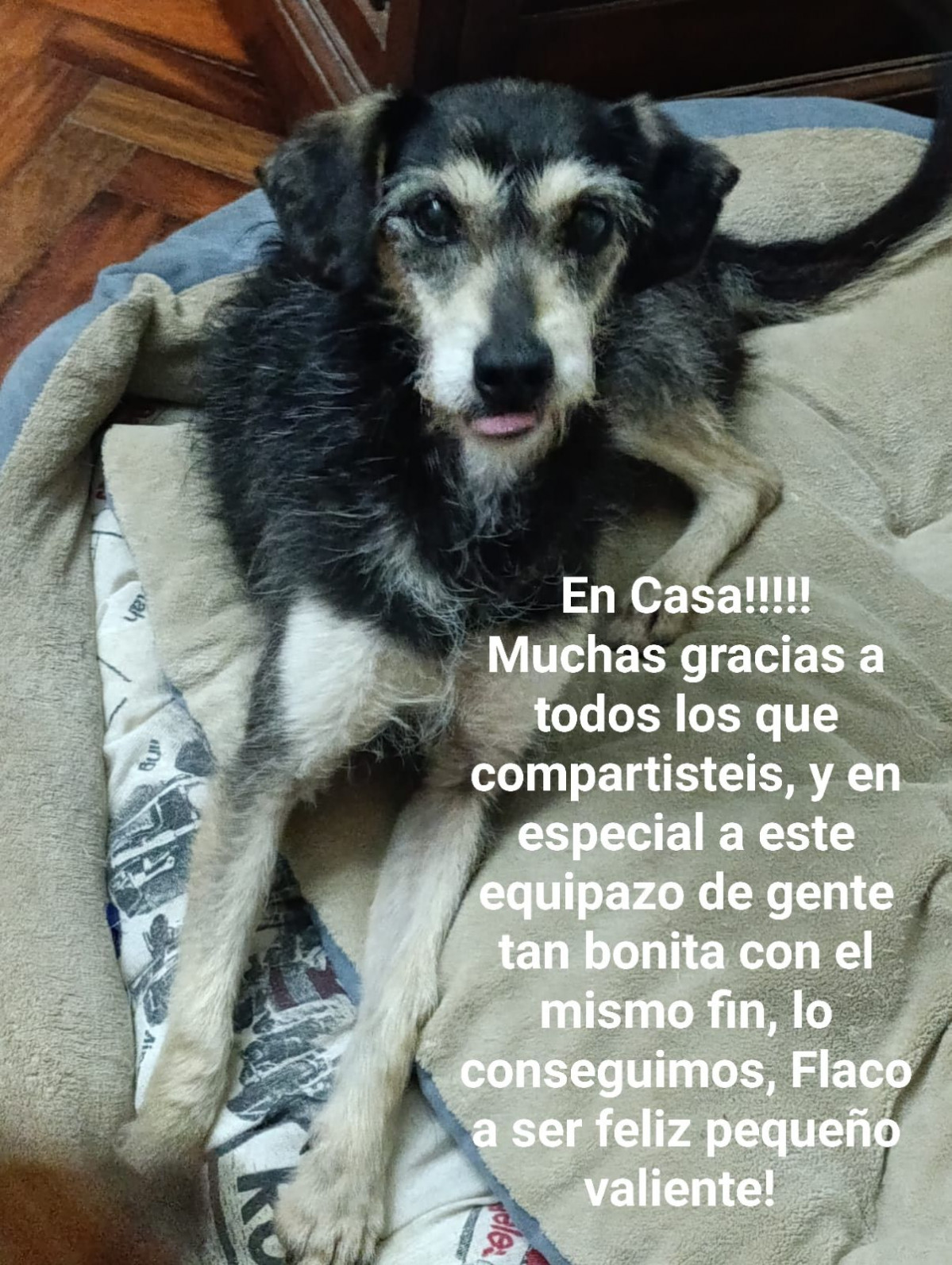 El perro Flaco tras ser rescatado
