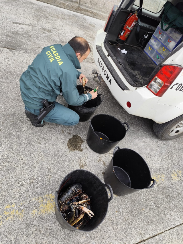 La Guardia Civil interviene 55 kilos de bogavante capturados ilegalmente.