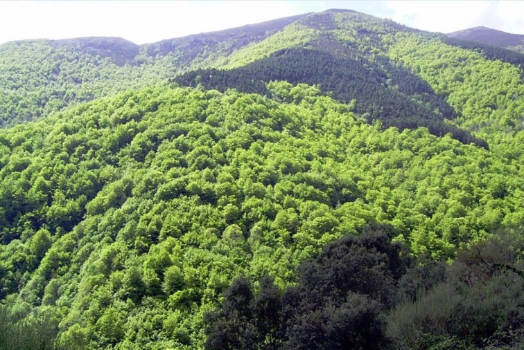 Qué futuro les depara a las frondosas autóctonas en Galicia