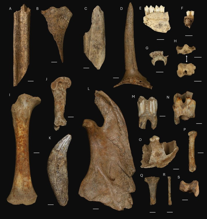 Huesos de animales encontrados en la Cova Eiru00f3s