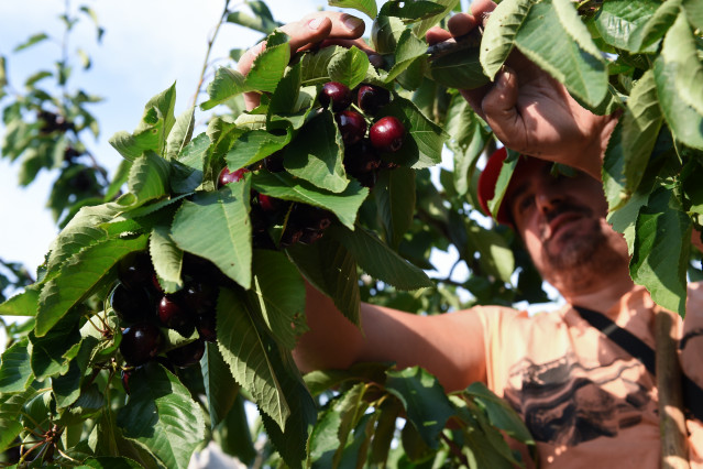 Archivo - Jornaleros recogen cerezas en una finca de Navaconcejo