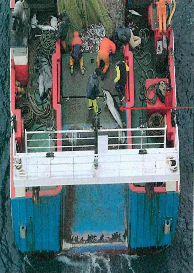 Arrastrero con base en la provincia de A Coruña que capturó 18 delfines muertos.