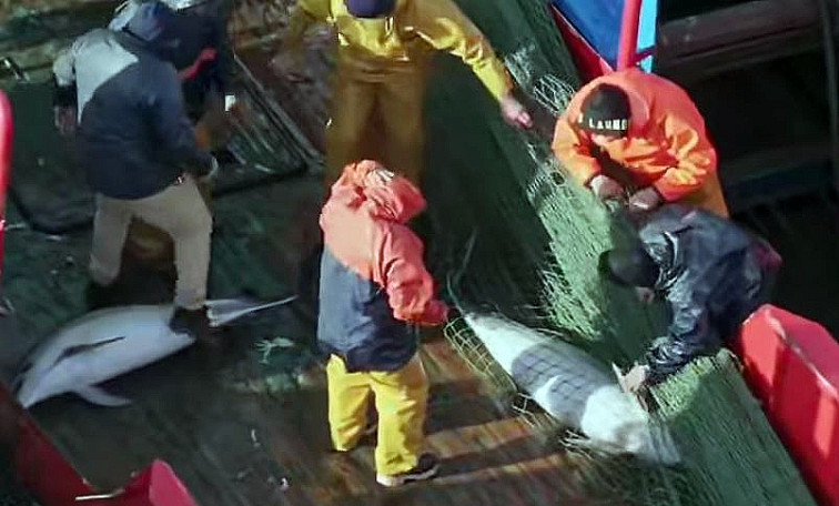 Filman a arrastrero de Ribeira pescando delfines y la Guardia Civil denuncia a un patrón  (vídeos)