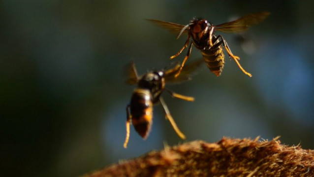 Ejemplares de vespa velutina
