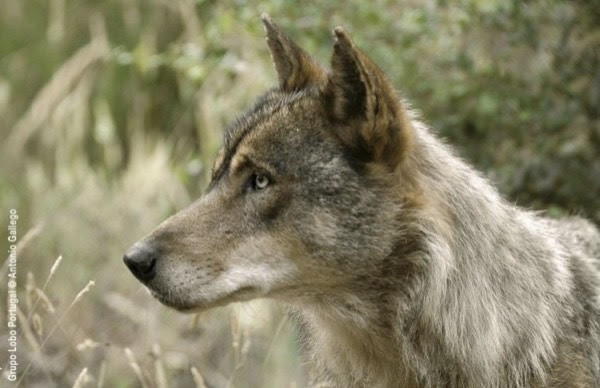 Archivo - Imagen de un lobo.