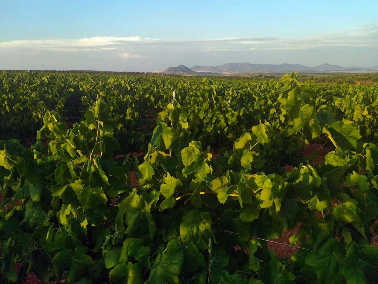 Ecologistas contra el arraigo del viñedo industrial en Bendaña: 