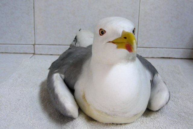 Gaviota afectada por síndrome parético.