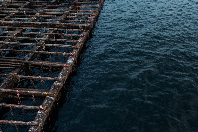 Casi una veintena de polígonos de bateas cerrados en las rías gallegas por las toxinas que amenazan al mejillón