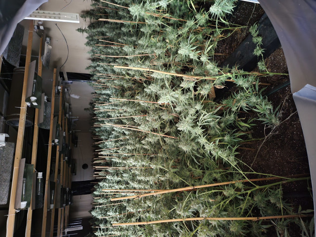 Naturgy impulsa actuaciones frente al fraude eléctrico.