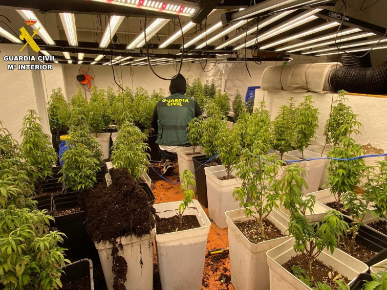 Redada contra el robo de viviendas se salda con 8 detenidos, 2.100 plantas de marihuana, 10 kg de hachís...