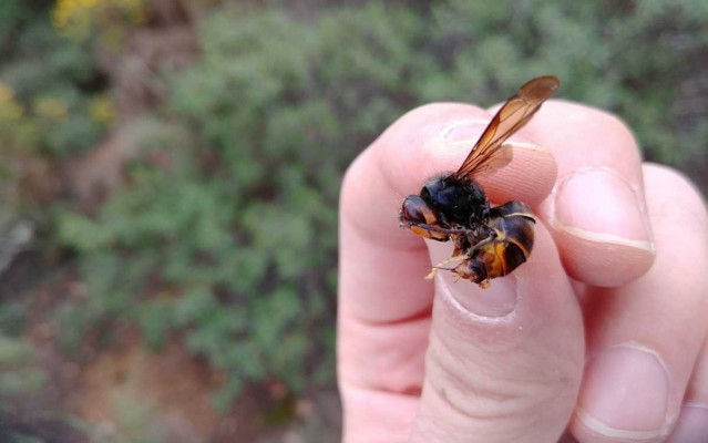 Archivo - Avispa asiática