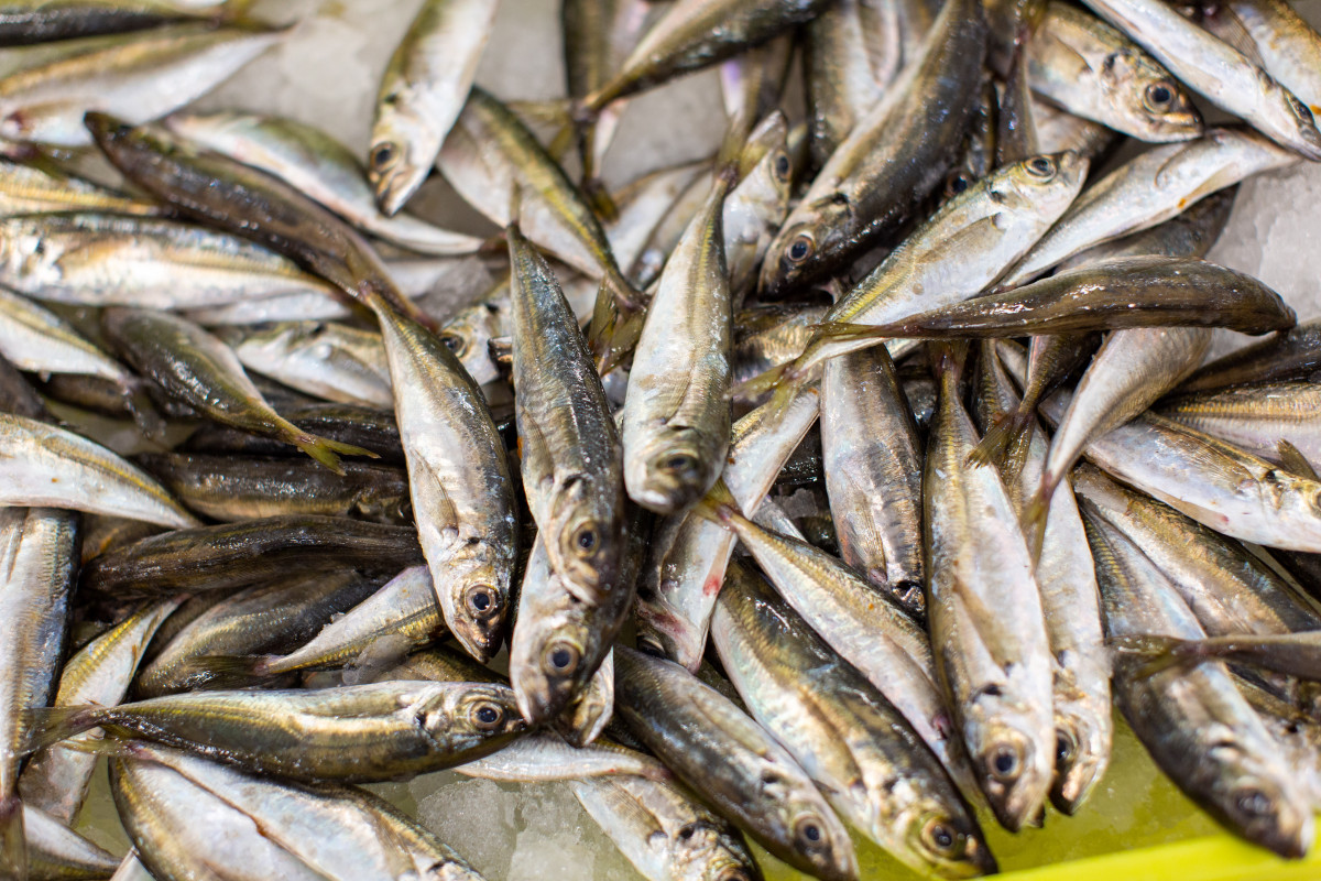Sardinas a la venta en Mercadona