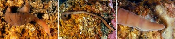 El 'nemertino acordeón', una nueva especie de gusano encontrada en Galicia