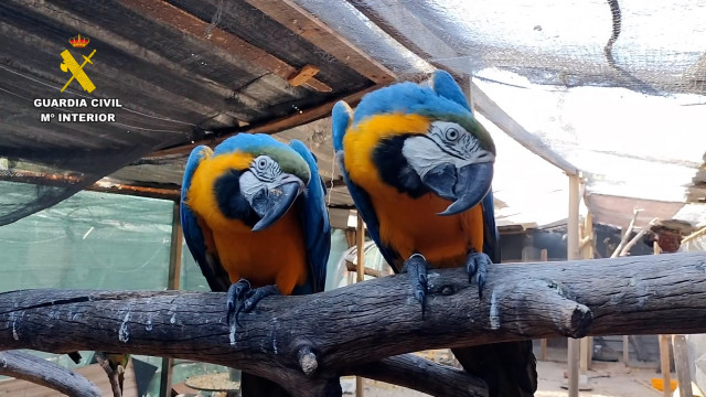 En el marco de la operación Namib han sido incautados en torno a una treintena de ejemplares de fauna protegida, en su mayoría aves exóticas